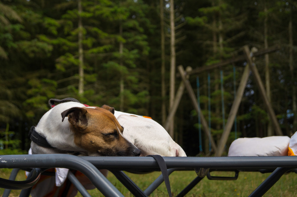 Jack Russell Rico DSC00987