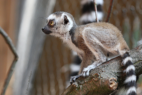 Kattababy (Hagenbeck)