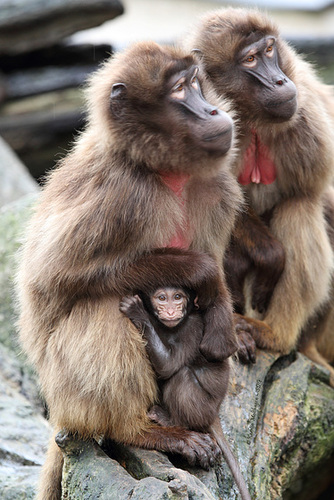 Familie (Wilhelma)