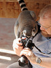 Neugieriger Katta (Hagenbeck)