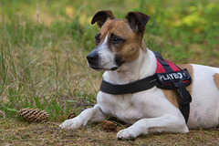 Jack Russell Rico DSC01074