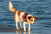 Jack Russell Clifford DSC08304-1