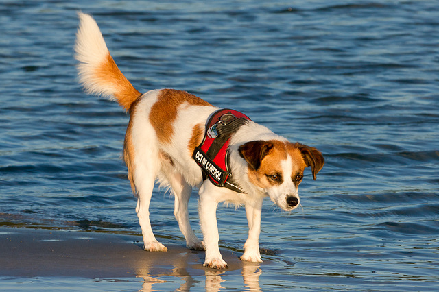 Jack Russell Clifford DSC08304-1