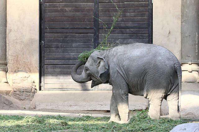 Shila spielt mit dem Essen (Hagenbeck)