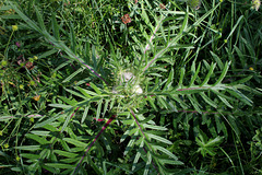 Cirsium eriophorum - Cirse laineux