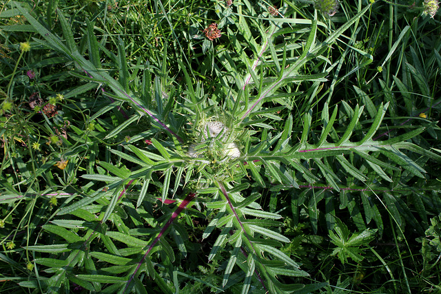 Cirsium eriophorum - Cirse laineux