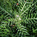 Cirsium eriophorum - Cirse laineux