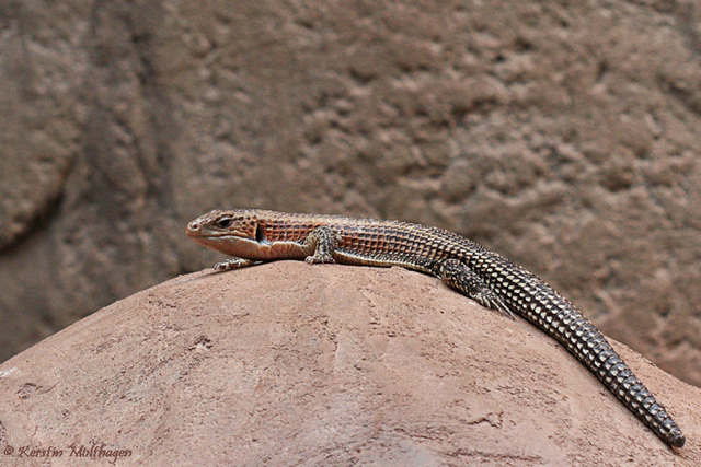 Braune Schildechse (Hagenbeck)