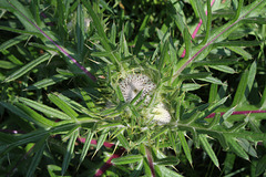 Cirsium eriophorum - Cirse laineux-001