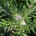 Cirsium eriophorum - Cirse laineux-001