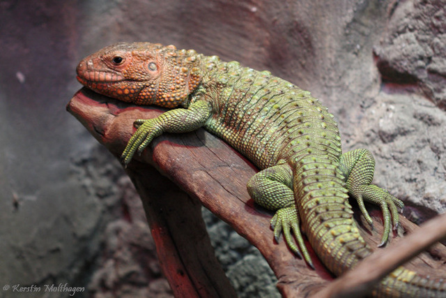 Krokodilteju (Hagenbeck)