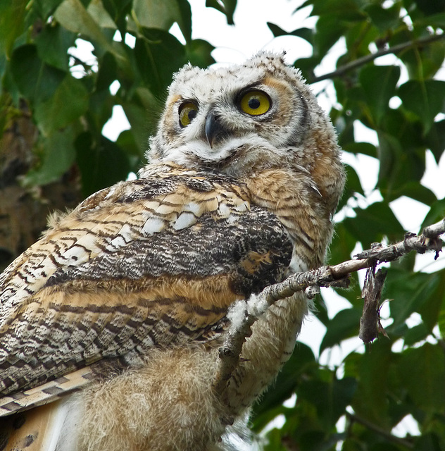 Older of the two owlets