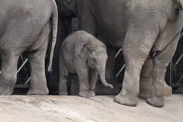 Babyfant Assam (Hagenbeck)