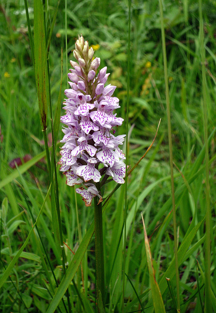 Common Spotted Orchid