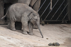 Babyfant Assam (Hagenbeck)