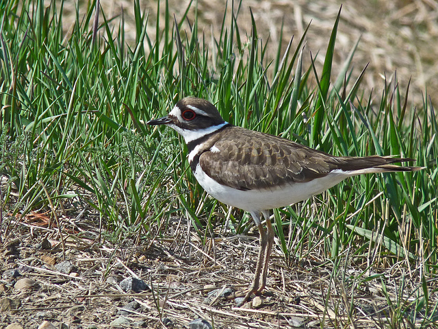 Killdeer