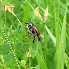 Summer Chafer