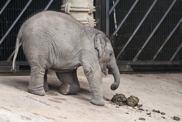 Babyfant Assam (Hagenbeck)