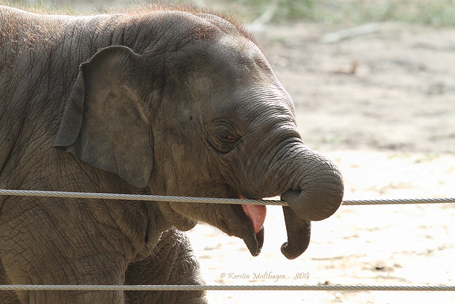 Babyfant Assam (Hagenbeck)