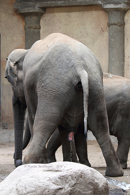 Na na na ... (Hagenbeck)