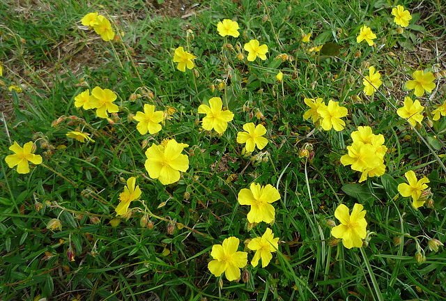 Common rockrose