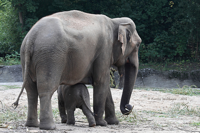 Mutter und Sohn (Hagenbeck)