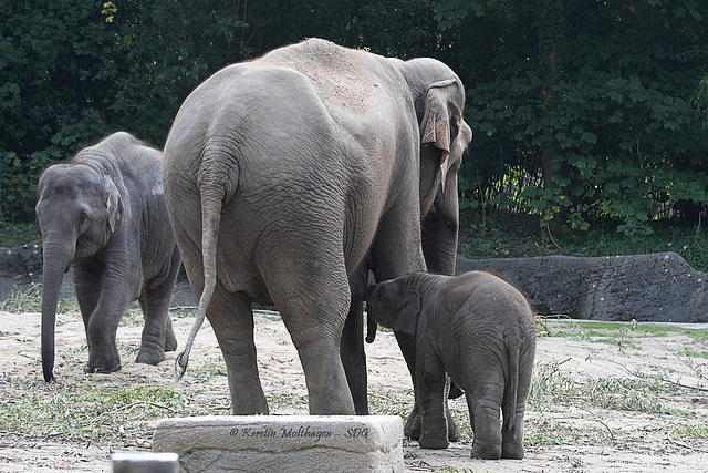 Mutter und Sohn (Hagenbeck)