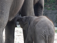Babyfant Assam (Hagenbeck)