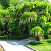 Wisteria at Longwood Gardens