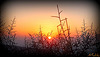 DSCF2684