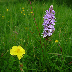 Rock-rose, orchid