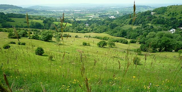 Looking through the waving grasses