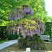 Wisteria at Longwood Gardens