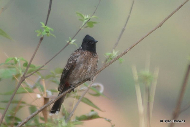 20081203-0126 Red-vented bulbul