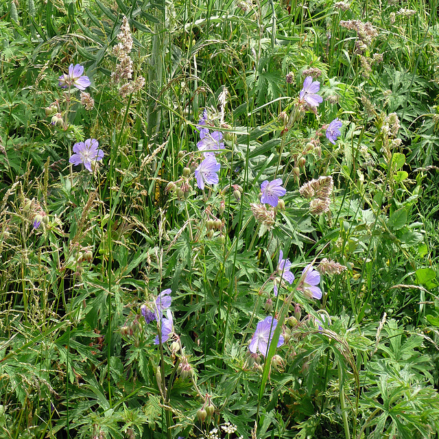 Blue cranesbill