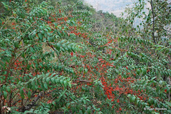 20090215-0638 Woodfordia fruticosa (L.) Kurz