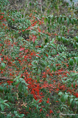 20090215-0639 Woodfordia fruticosa (L.) Kurz