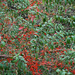 20090215-0639 Woodfordia fruticosa (L.) Kurz