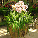 Sunlit flowers at the Longwood Gardens Conservatory