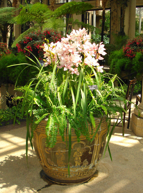 Sunlit flowers at the Longwood Gardens Conservatory