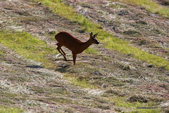 Roe Deer Doe galloping towards the barking buck!