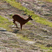 Roe Deer Doe galloping towards the barking buck!