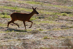 Roe Deer Doe looking for the barking buck!