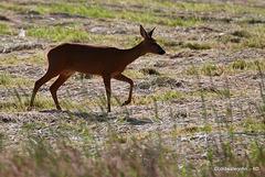 Roe Deer Doe looking for the barking buck!