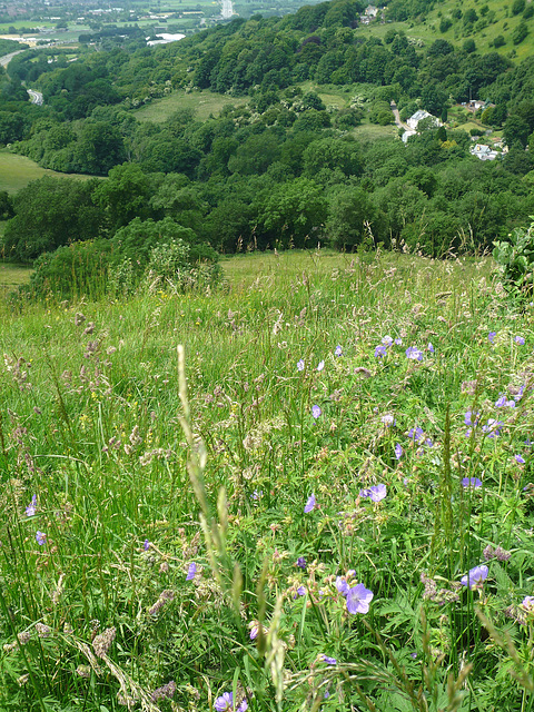 Blue cranesbill