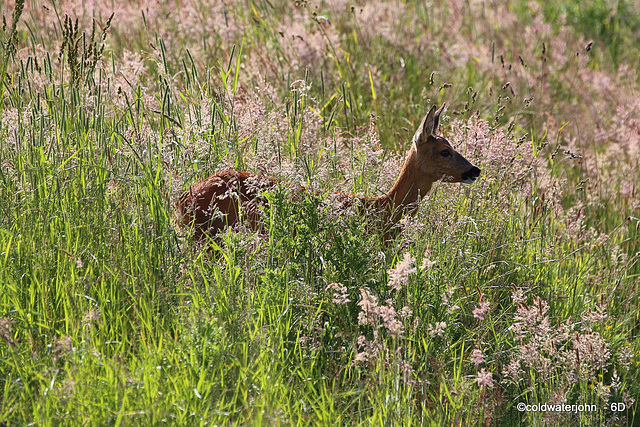 Roe Deer Doe looking for the barking buck!