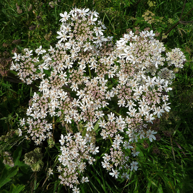 Wild carrot (?)