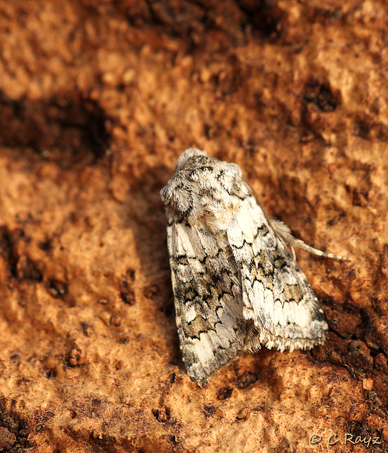 Broad-barred White