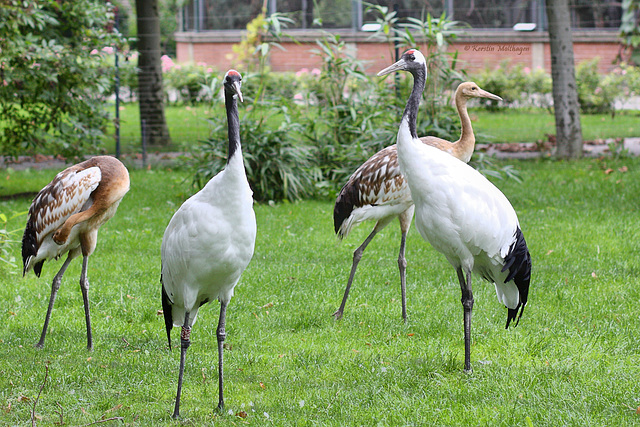 Familie Kranich (Wilhelma)