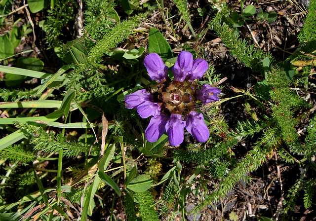 Prunella grandiflora- Brunelle à grande fleur